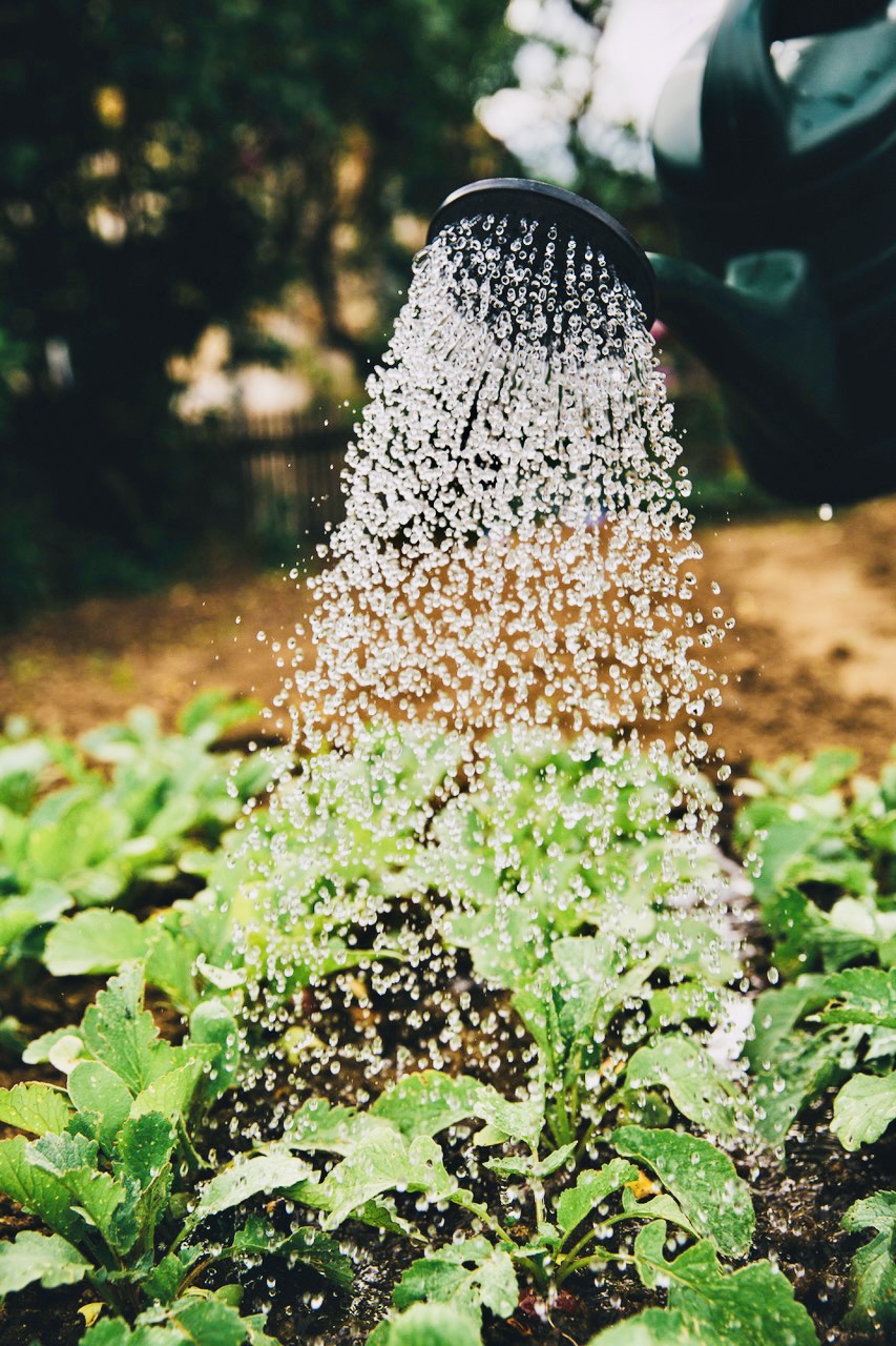 Gardening Your Mindscape