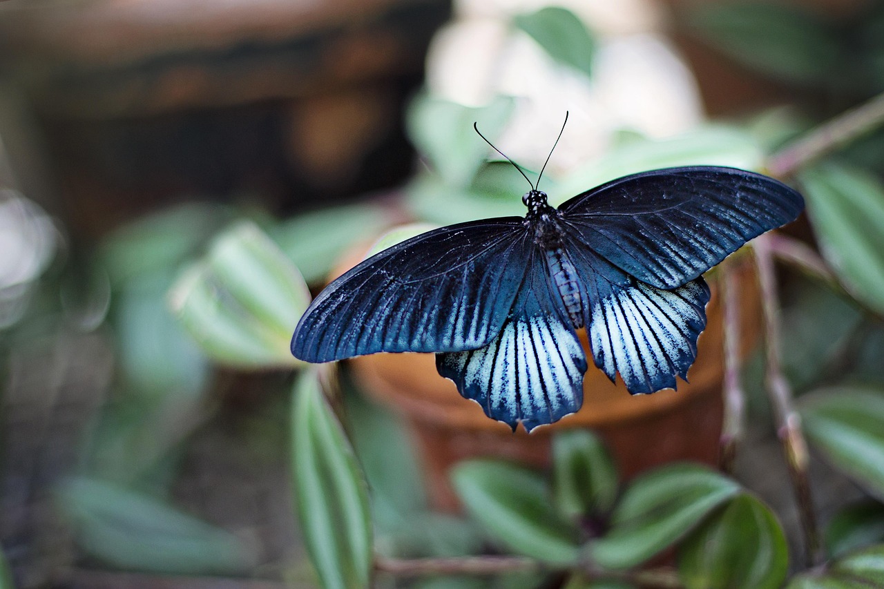 insect, butterfly, nature-1278820.jpg